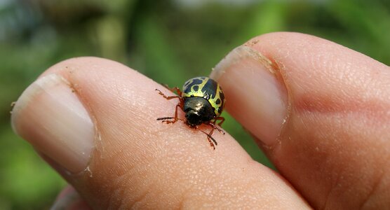 Fingers macro armenia