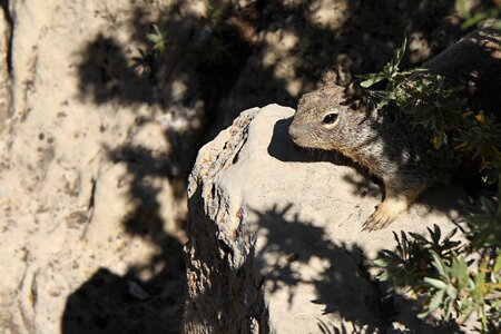 Nature nager rodent photo