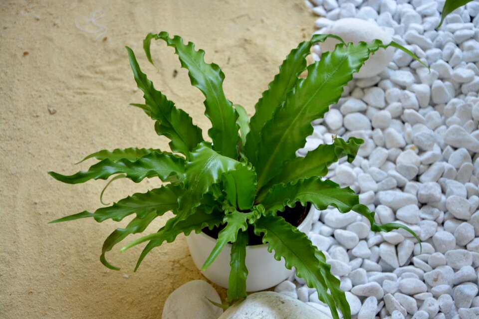 Nature plant leaves