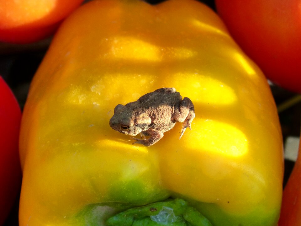Bufo bufo sapito batrachian