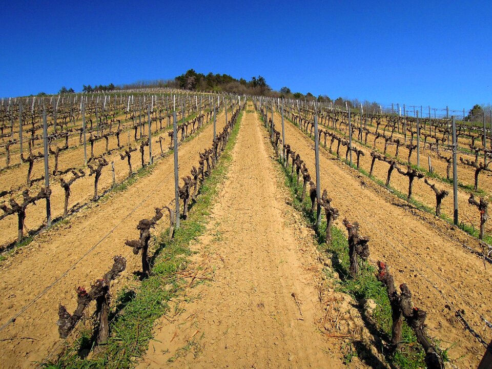 Grape spring blue sky