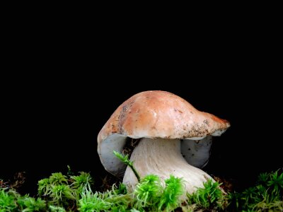 Cep mushroom dickröhrling