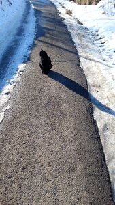 Black cat snow cat photo