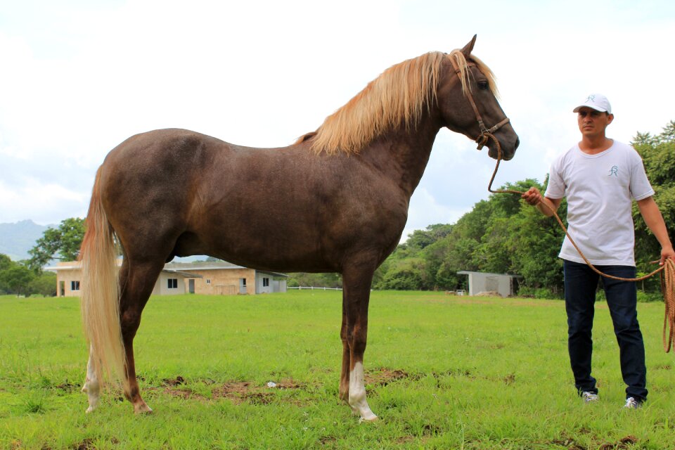 Horse panama animal