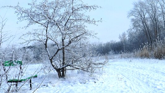 Bench trees nature