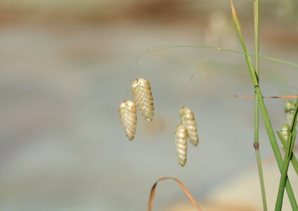 Brown green seedhead