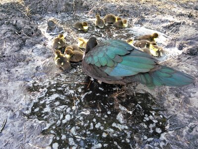 Duck ducklings