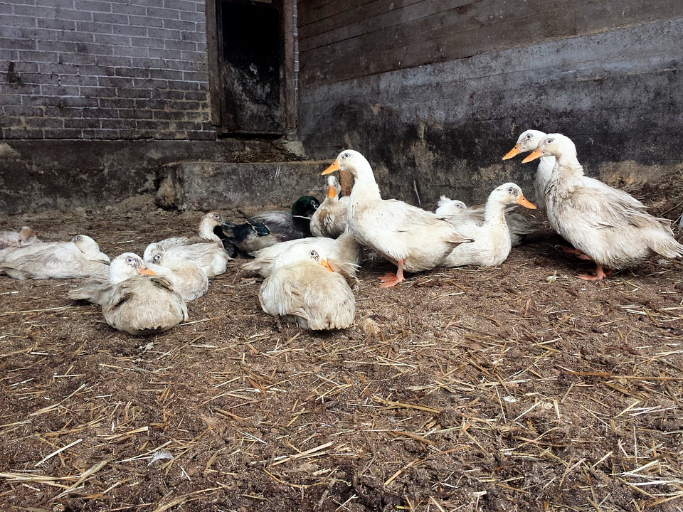Barnyard animal farm animal