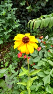 Garden flower nature