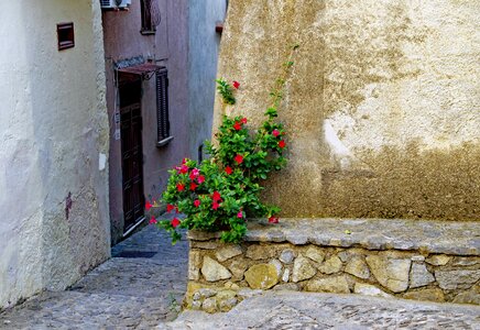 Old town hibiscus hibiscus syriacus photo