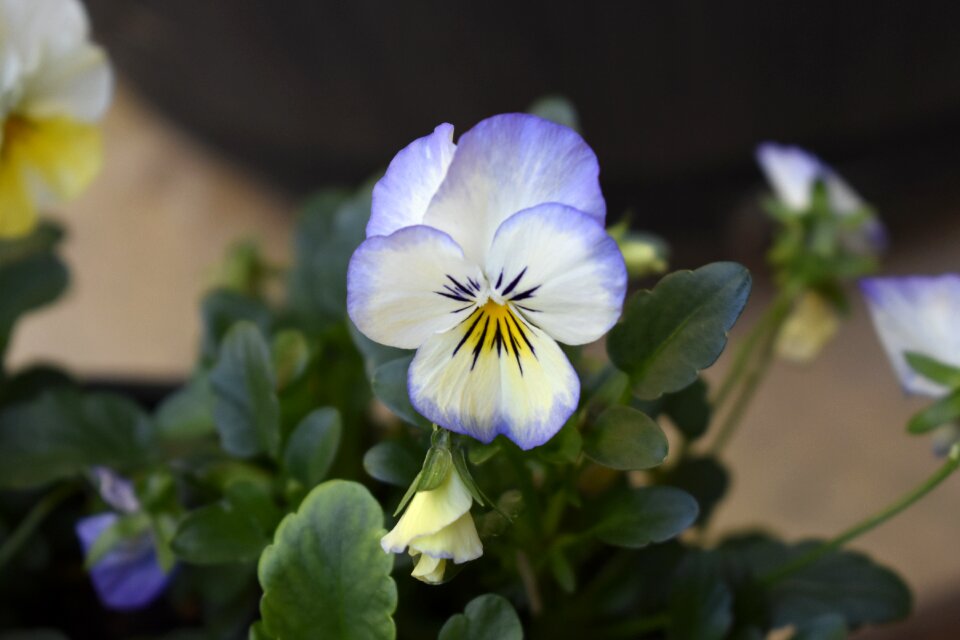 Flower spring