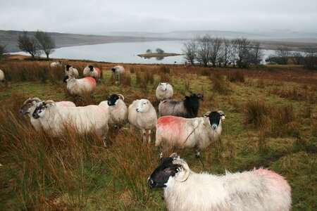 Farm animal lamb photo