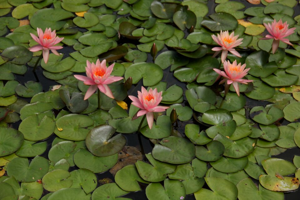 Aquatic blossom nature