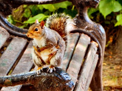 Nature cute animal