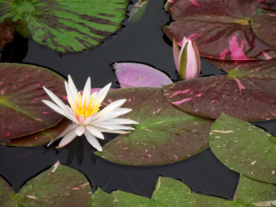 Flower nature pond