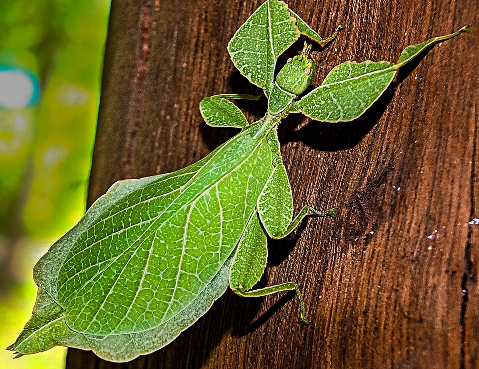 Phylliinae ghost insect katydid