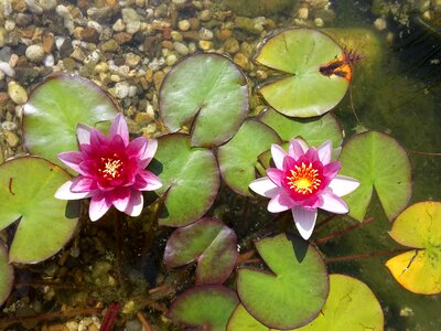 Nuphar lutea nature summer