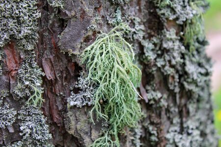 Lichen moss forest