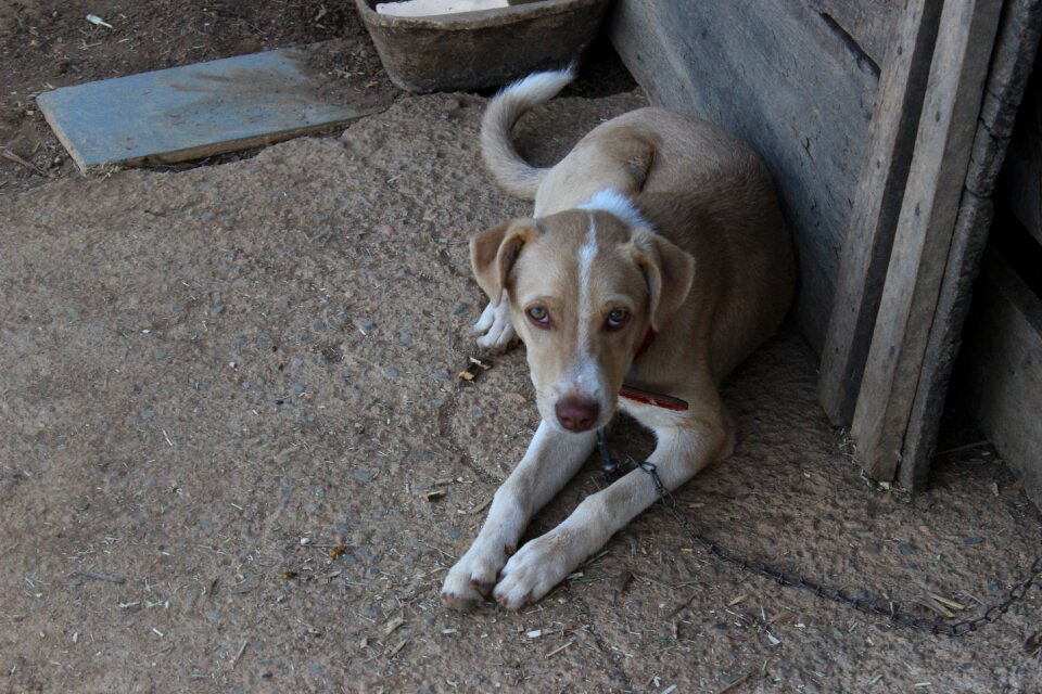 Pet domestic animals puppy