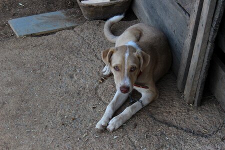 Pet domestic animals puppy