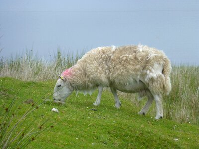 Sheep scotland nature