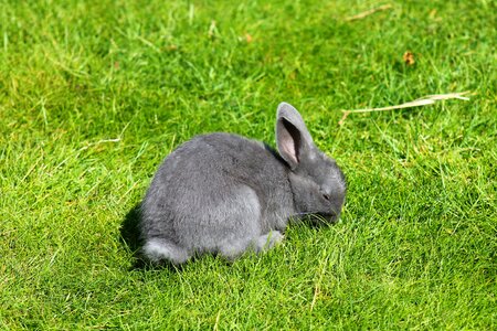 Hare cute rodent photo