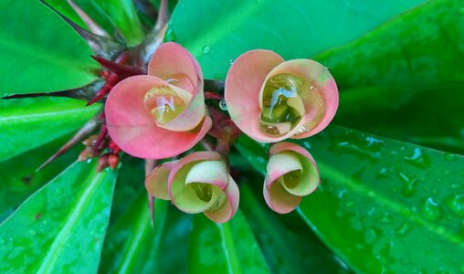 Cactus flower cactus flower photo