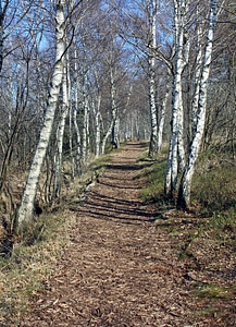 Birch hiking migratory path photo
