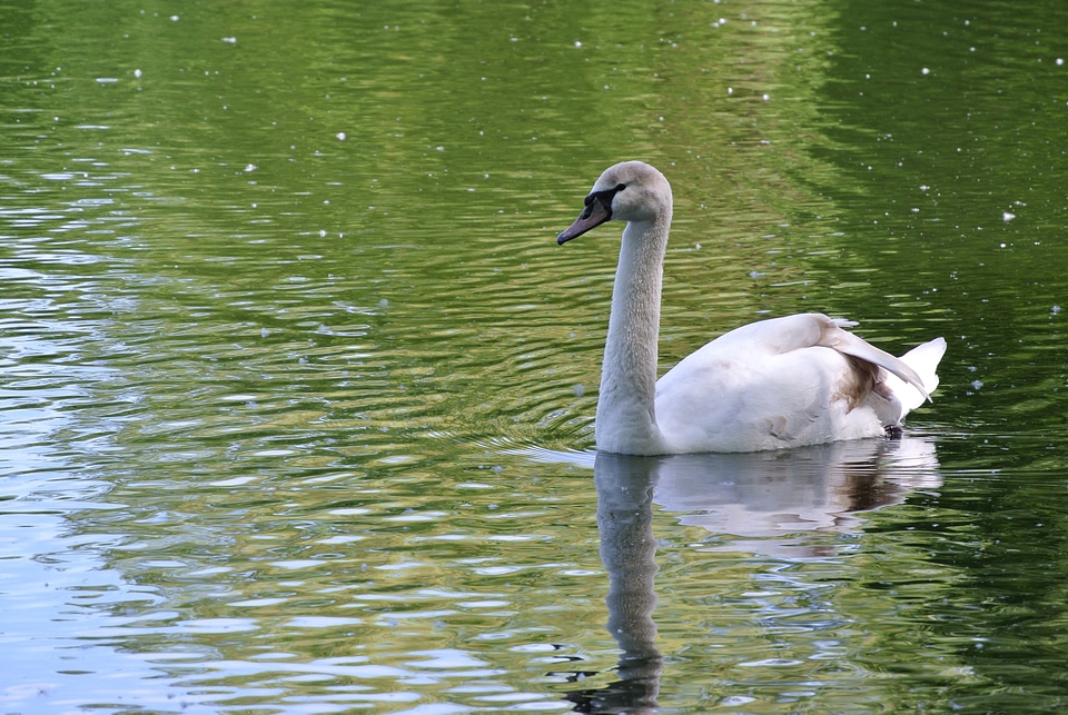 Nature animal white