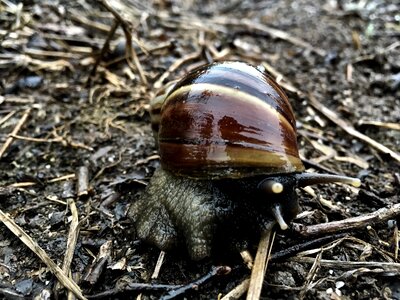 Nature wet slimy photo