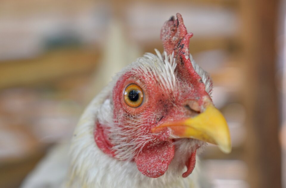 Bird poultry livestock