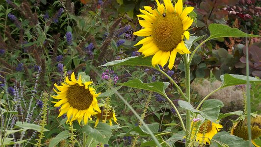 Yellow flowers summer garden photo