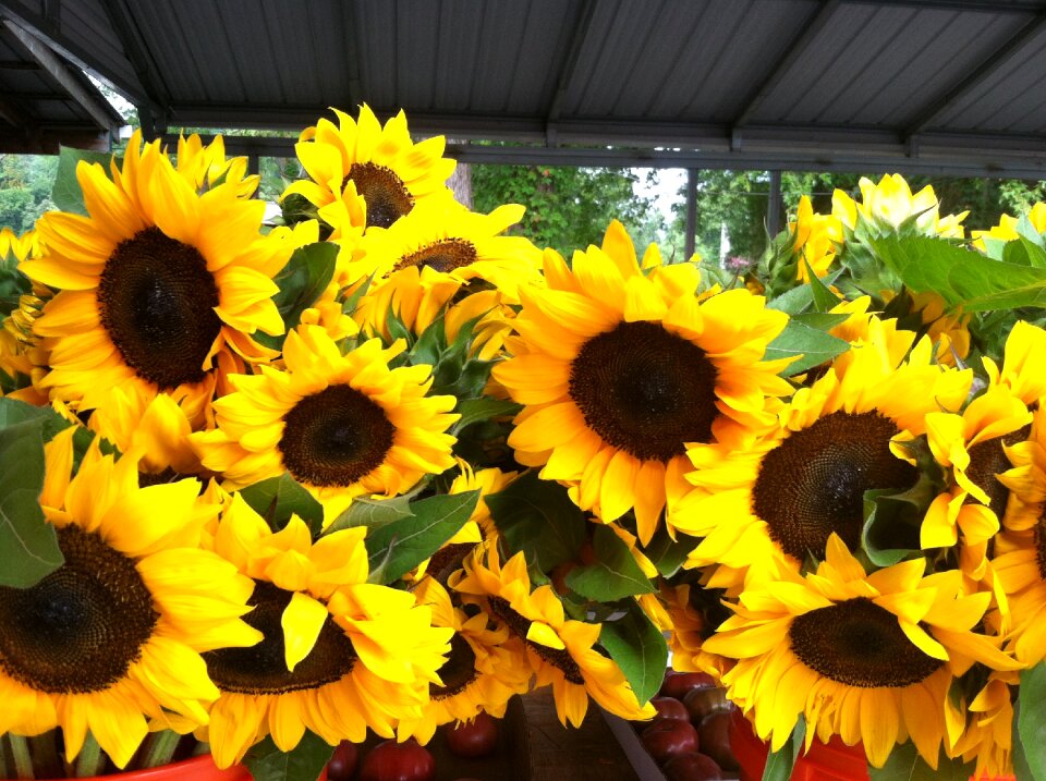 Garden bloom