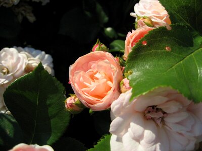 Summer rose blooms pink photo