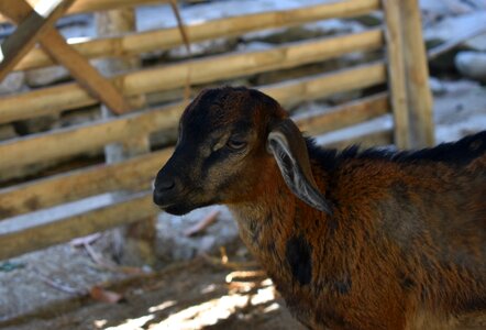 Mammal agriculture fauna