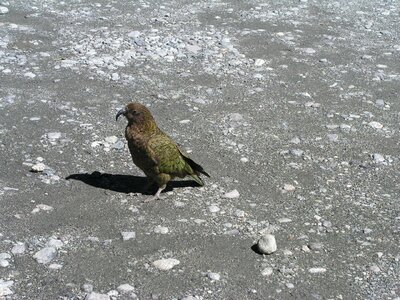 Kea bird