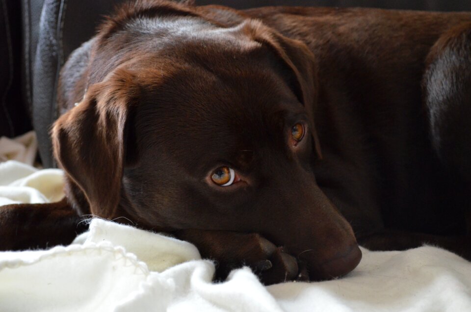 Dog labrador animal