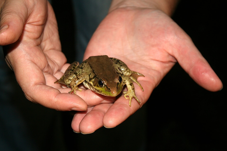 Holding animal nature