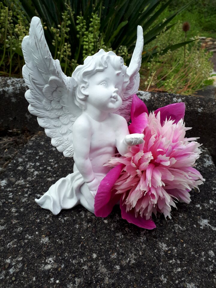 Angel flower nature