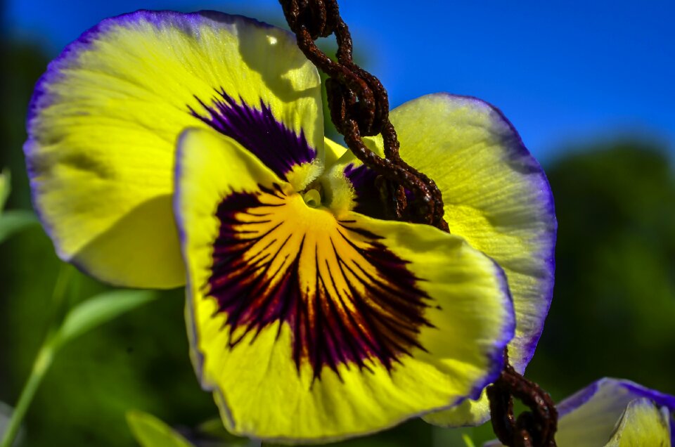 Gardening petal colorful