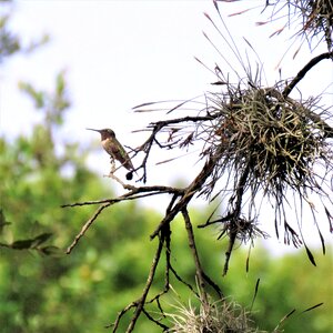 Tree wildlife
