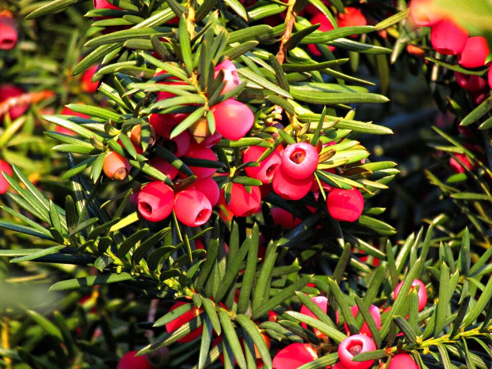 Fruit plant summer
