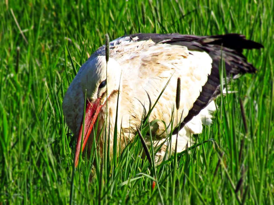 Tall grass is that bird
