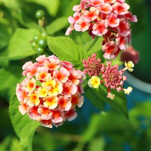 Plants colorful rainbow