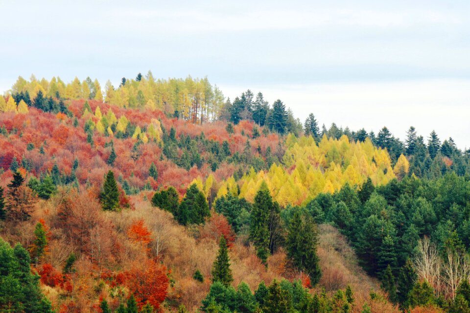Season landscape trees