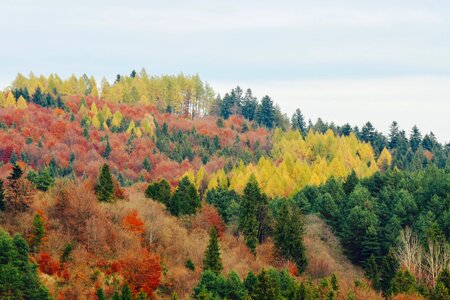 Season landscape trees photo