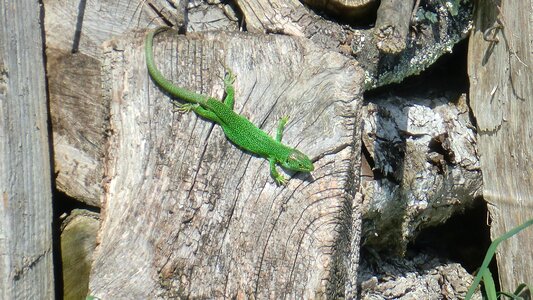 Occidental lacerta