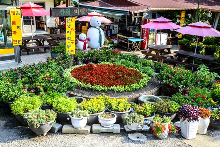 Travel flowers plants