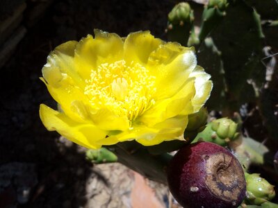 Flor de chumbo yellow flower Free photos