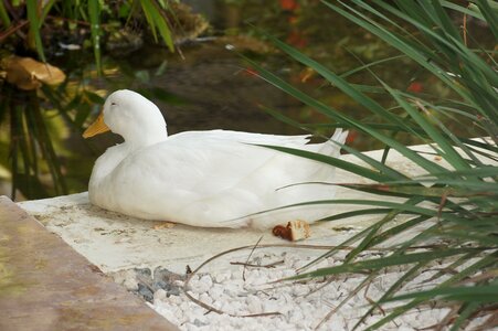 Tropical duck